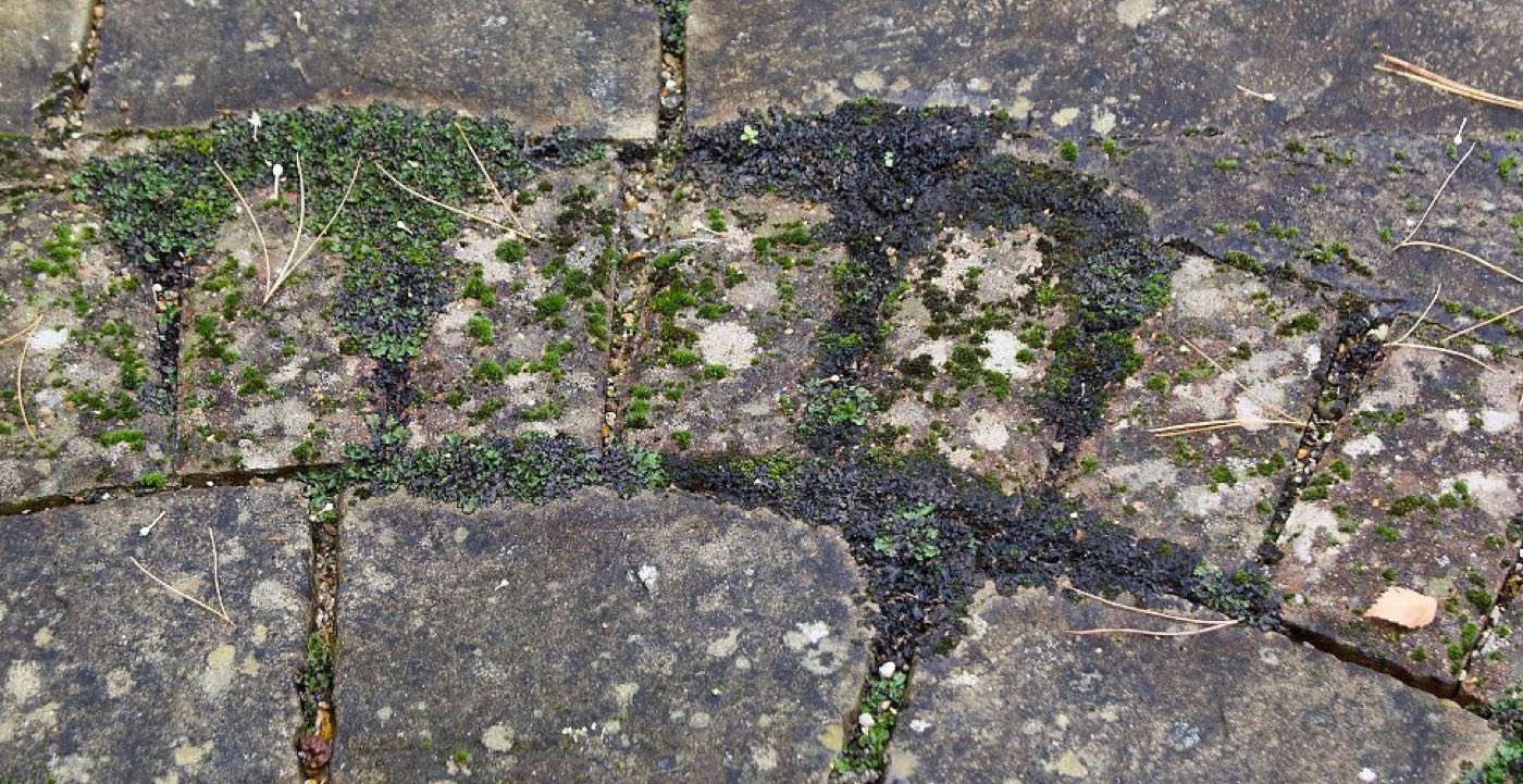 How to get black spot off your patio (and keep it off)